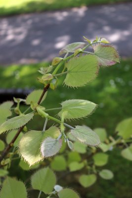 Tilia henryana - lípa Henryho - listy jaro (1)